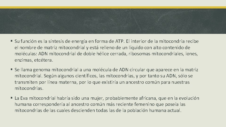 § Su función es la síntesis de energía en forma de ATP. El interior