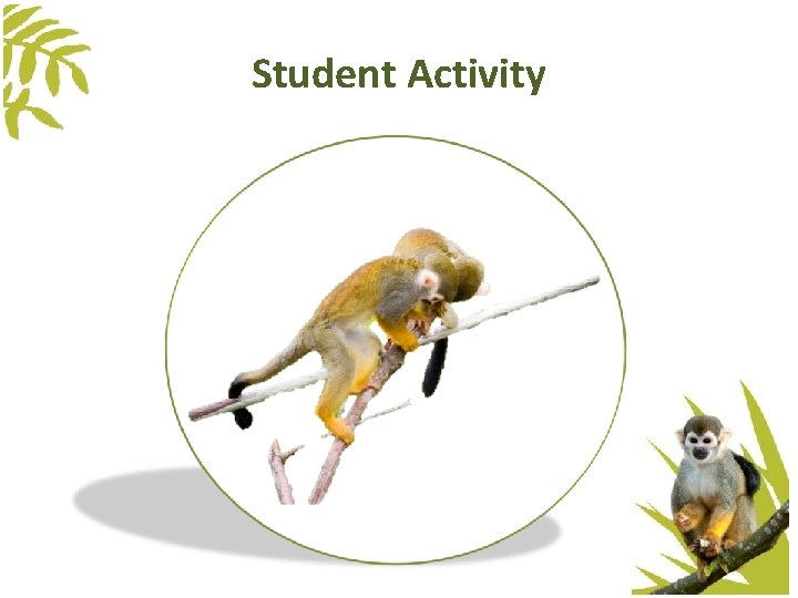 Student Activity Student Activity