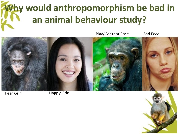 Why would anthropomorphism be bad in an animal behaviour study? Play/Content Face Fear Grin Why would anthropomorphism be bad in an animal behaviour study? Play/Content Face Fear Grin