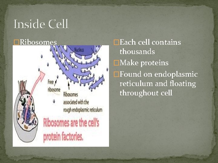Inside Cell �Ribosomes �Each cell contains thousands �Make proteins �Found on endoplasmic reticulum and