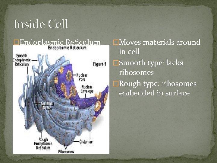 Inside Cell �Endoplasmic Reticulum �Moves materials around in cell �Smooth type: lacks ribosomes �Rough