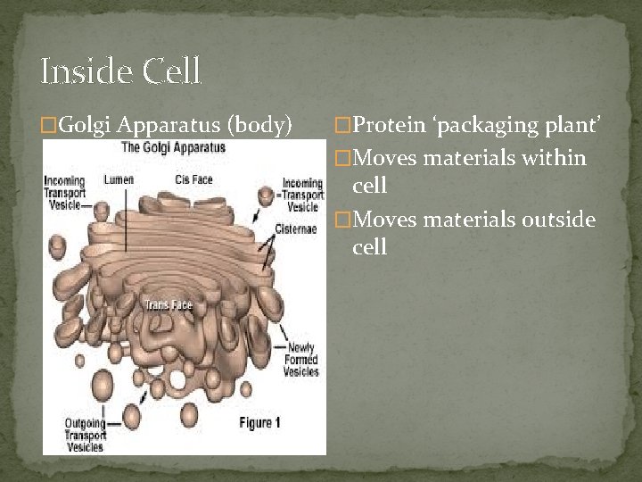 Inside Cell �Golgi Apparatus (body) �Protein ‘packaging plant’ �Moves materials within cell �Moves materials