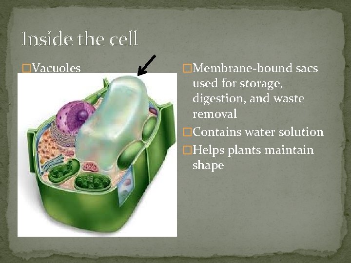Inside the cell �Vacuoles �Membrane-bound sacs used for storage, digestion, and waste removal �Contains