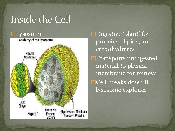 Inside the Cell �Lysosome �Digestive ‘plant’ for proteins , lipids, and carbohydrates �Transports undigested