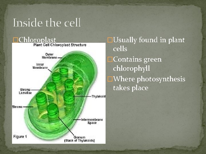 Inside the cell �Chloroplast �Usually found in plant cells �Contains green chlorophyll �Where photosynthesis