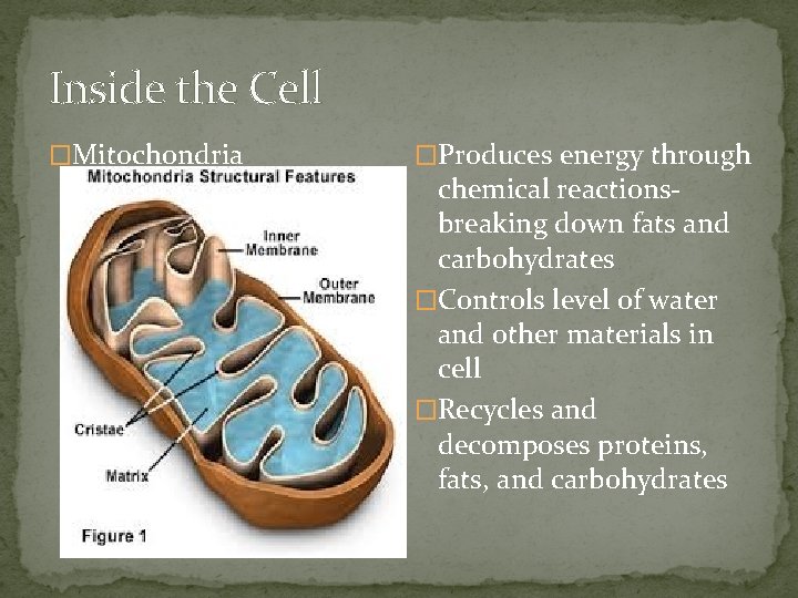 Inside the Cell �Mitochondria �Produces energy through chemical reactionsbreaking down fats and carbohydrates �Controls