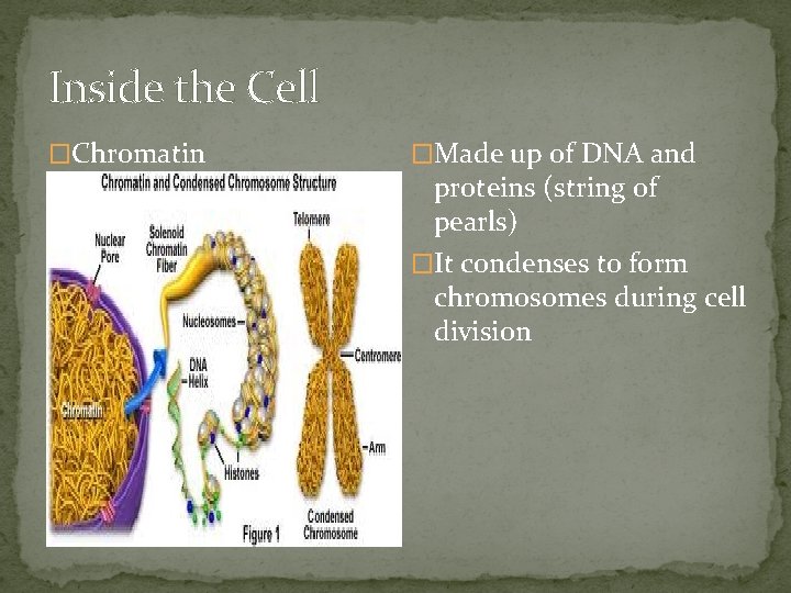 Inside the Cell �Chromatin �Made up of DNA and proteins (string of pearls) �It