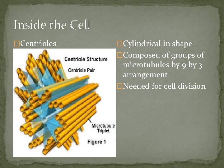Inside the Cell �Centrioles �Cylindrical in shape �Composed of groups of microtubules by 9