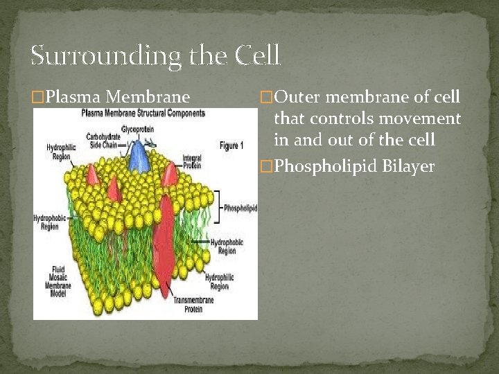 Surrounding the Cell �Plasma Membrane �Outer membrane of cell that controls movement in and