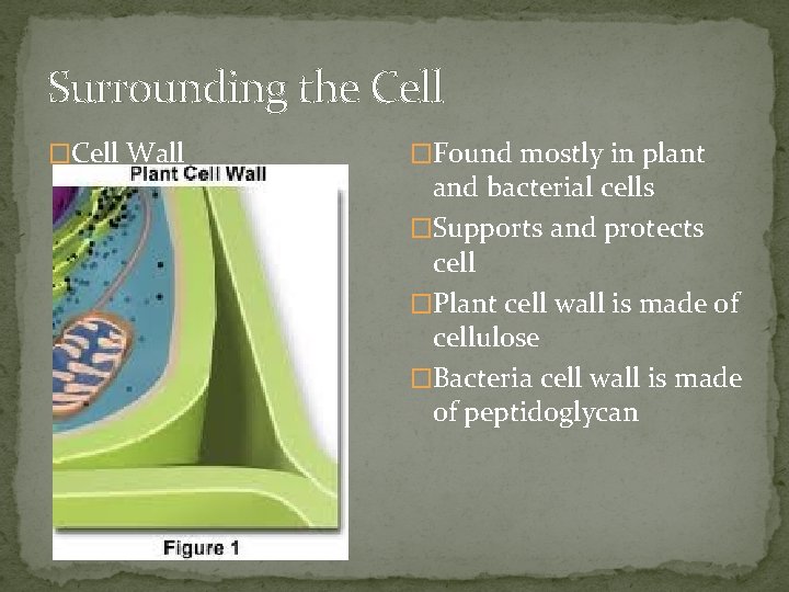 Surrounding the Cell �Cell Wall �Found mostly in plant and bacterial cells �Supports and