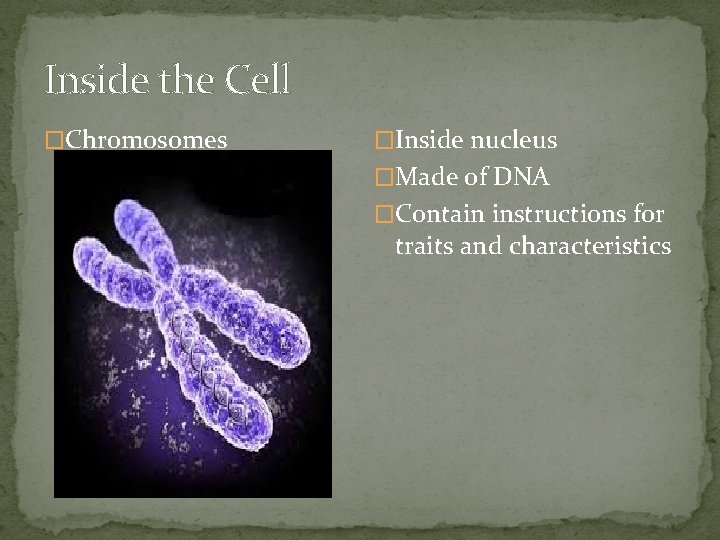 Inside the Cell �Chromosomes �Inside nucleus �Made of DNA �Contain instructions for traits and