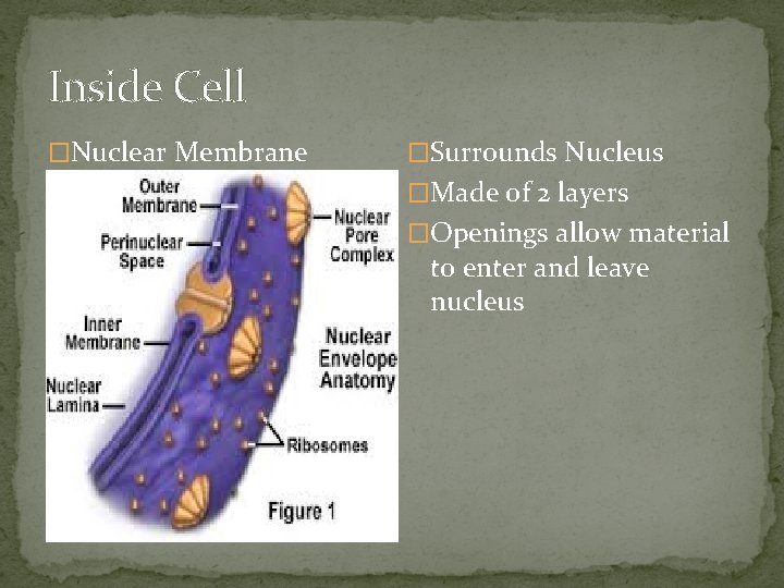 Inside Cell �Nuclear Membrane �Surrounds Nucleus �Made of 2 layers �Openings allow material to