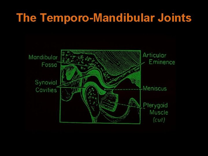 The Temporo-Mandibular Joints 