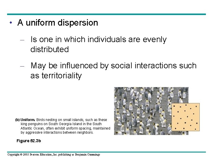  • A uniform dispersion – Is one in which individuals are evenly distributed