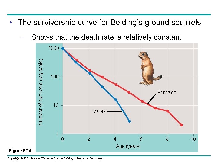  • The survivorship curve for Belding’s ground squirrels – Shows that the death