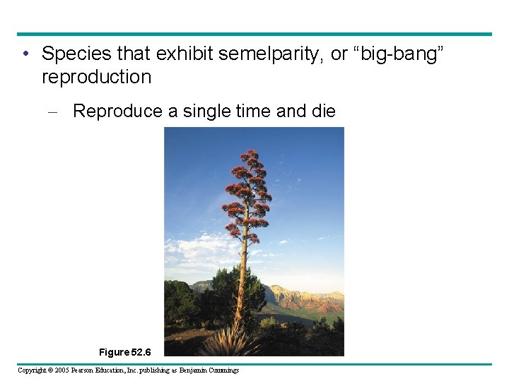  • Species that exhibit semelparity, or “big-bang” reproduction – Reproduce a single time