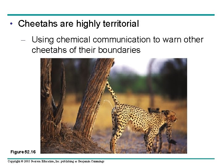  • Cheetahs are highly territorial – Using chemical communication to warn other cheetahs