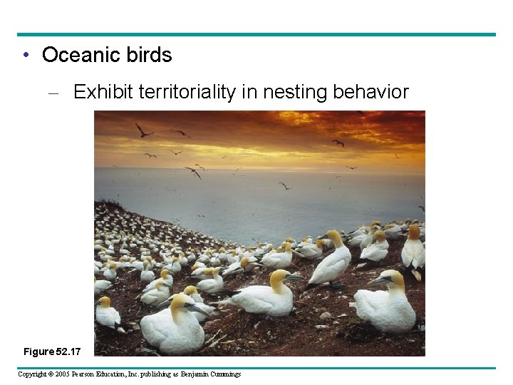  • Oceanic birds – Exhibit territoriality in nesting behavior Figure 52. 17 Copyright