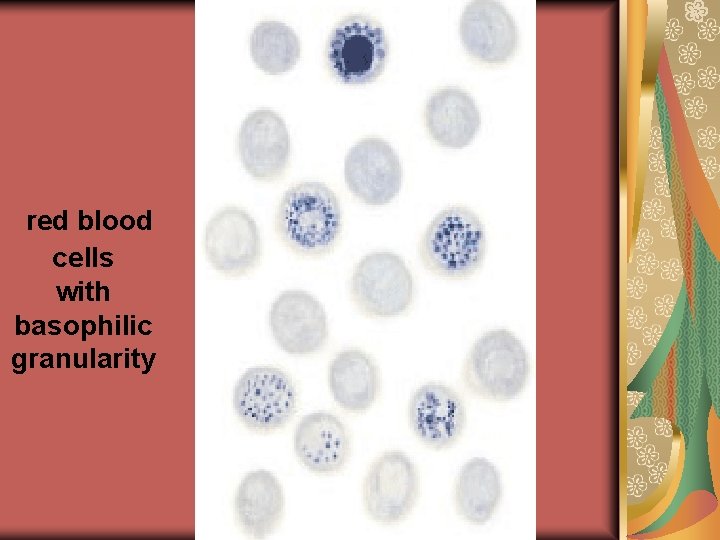 red blood cells with basophilic granularity 