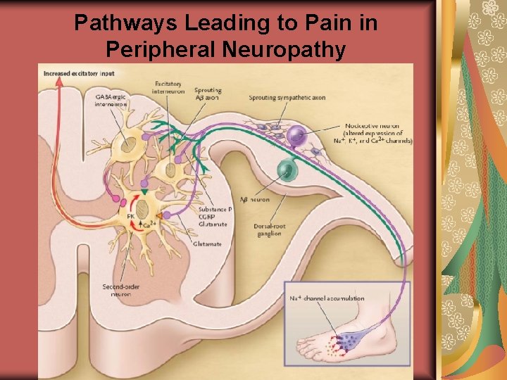 Pathways Leading to Pain in Peripheral Neuropathy 