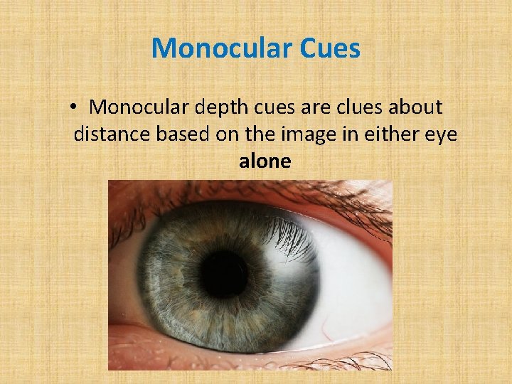 Monocular Cues • Monocular depth cues are clues about distance based on the image