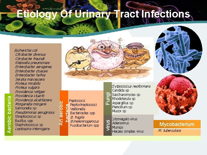 Salmonella sp Pseudomonas aeruginosa Streptococcus sp Bacillus spp Staphylococcus sp Leptospira interrogan s Peptococci