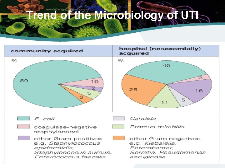 Trend of the Microbiology of UTI 