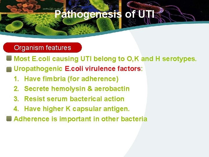 Pathogenesis of UTI Organism features Most E. coli causing UTI belong to O, K