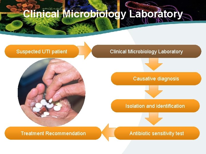 Clinical Microbiology Laboratory Suspected UTI patient Clinical Microbiology Laboratory Causative diagnosis Isolation and identification
