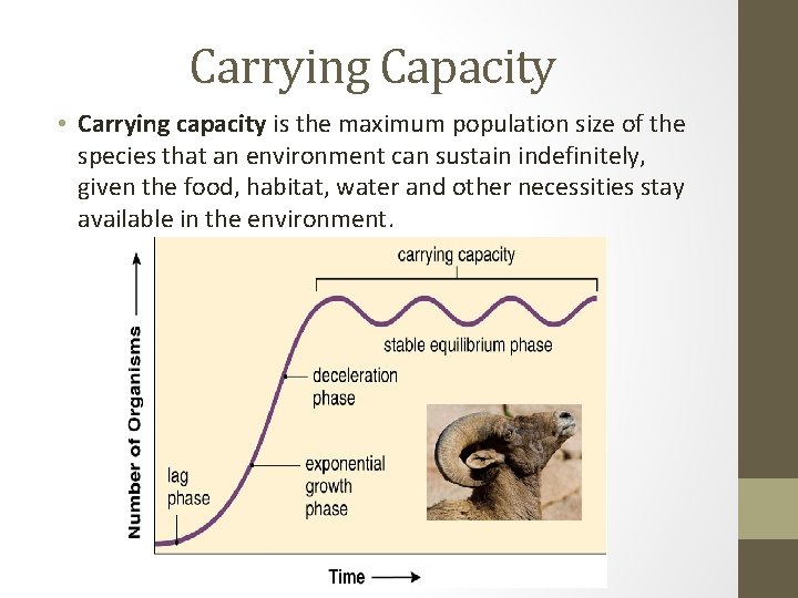 Carrying Capacity • Carrying capacity is the maximum population size of the species that