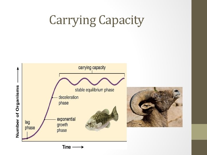 Carrying Capacity 