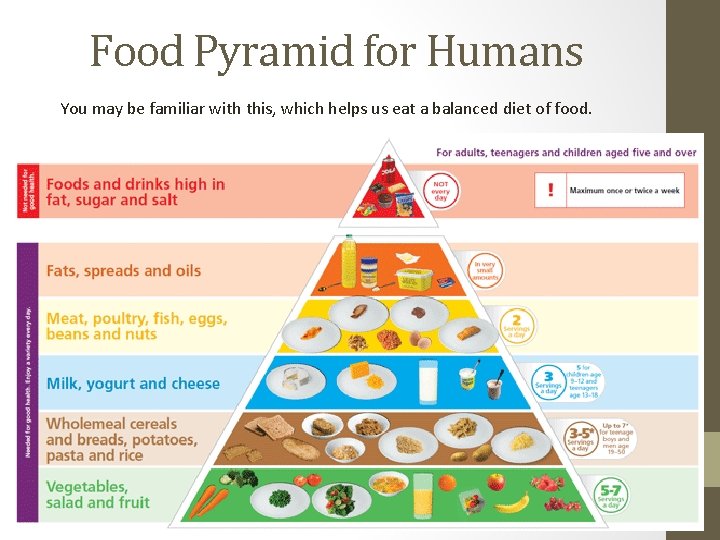 Food Pyramid for Humans You may be familiar with this, which helps us eat