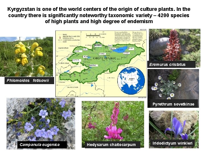 Kyrgyzstan is one of the world centers of the origin of culture plants. In