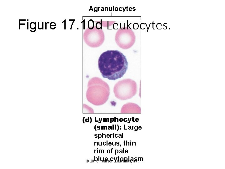 Agranulocytes Figure 17. 10 d Leukocytes. Lymphocyte (small): Large spherical nucleus, thin rim of