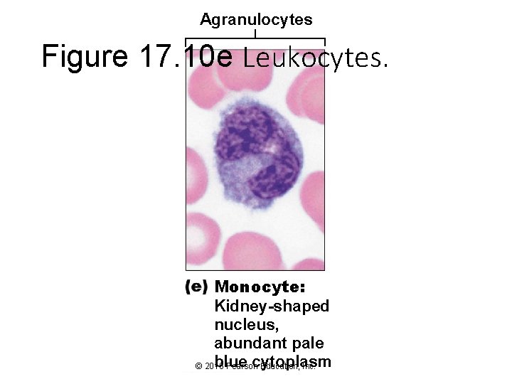 Agranulocytes Figure 17. 10 e Leukocytes. Monocyte: Kidney-shaped nucleus, abundant pale blue cytoplasm ©