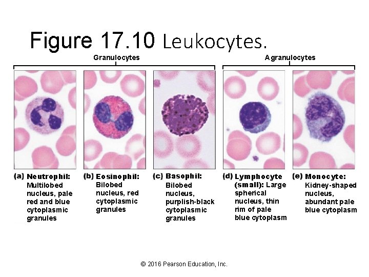 Figure 17. 10 Leukocytes. Agranulocytes Granulocytes Neutrophil: Multilobed nucleus, pale red and blue cytoplasmic