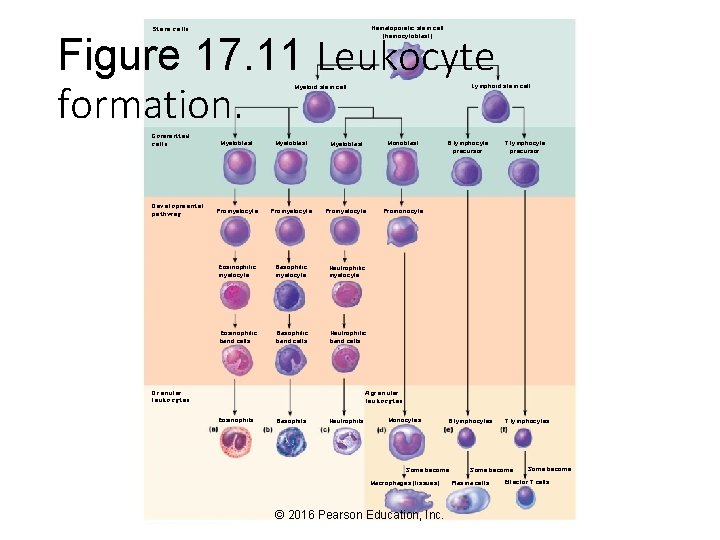 Stem cells Hematopoietic stem cell (hemocytoblast) Figure 17. 11 Leukocyte formation. Lymphoid stem cell