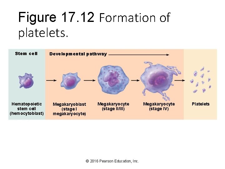 Figure 17. 12 Formation of platelets. Stem cell Hematopoietic stem cell (hemocytoblast) Developmental pathway