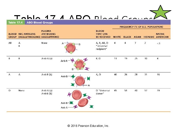 Table 17. 4 ABO Blood Groups © 2016 Pearson Education, Inc. 