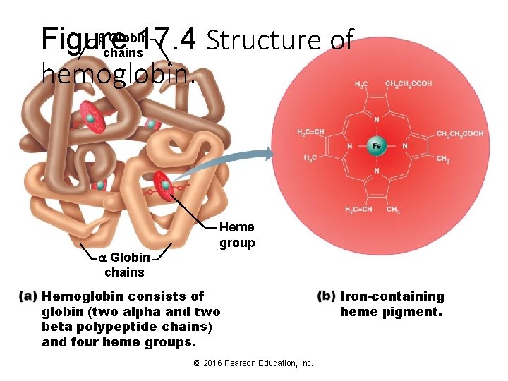  Globin Figure 17. 4 Structure of chains hemoglobin. Globin chains Heme group Hemoglobin