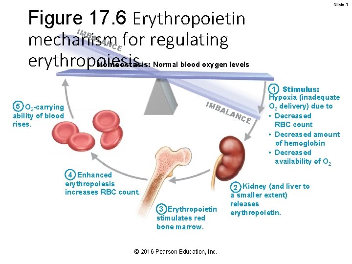 Slide 1 Figure 17. 6 Erythropoietin mechanism for regulating erythropoiesis. IM BA LA N