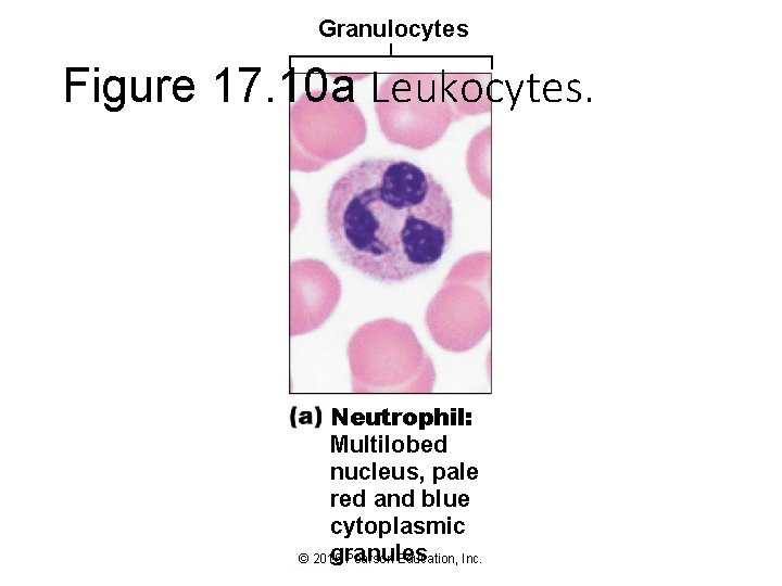 Granulocytes Figure 17. 10 a Leukocytes. Neutrophil: Multilobed nucleus, pale red and blue cytoplasmic