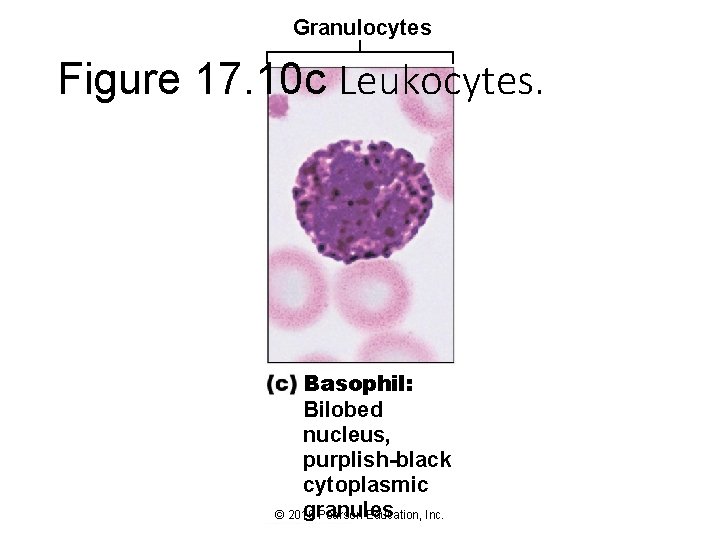 Granulocytes Figure 17. 10 c Leukocytes. Basophil: Bilobed nucleus, purplish-black cytoplasmic granules © 2016