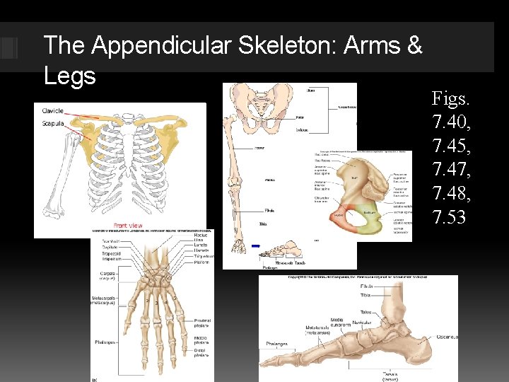 The Appendicular Skeleton: Arms & Legs Figs. 7. 40, 7. 45, 7. 47, 7.
