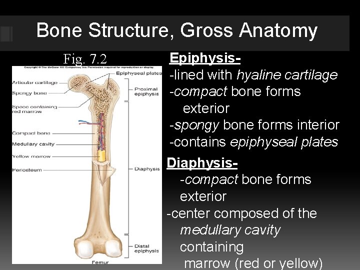 Bone Structure, Gross Anatomy Fig. 7. 2 Epiphysis-lined with hyaline cartilage -compact bone forms