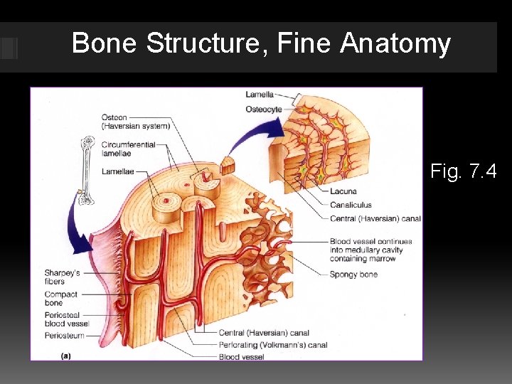 Bone Structure, Fine Anatomy Fig. 7. 3 7. 4 