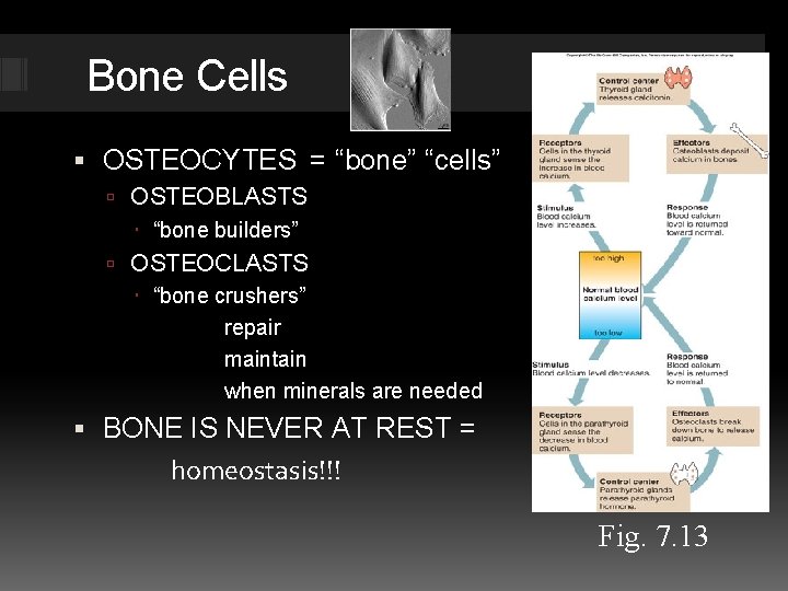 Bone Cells OSTEOCYTES = “bone” “cells” OSTEOBLASTS “bone builders” OSTEOCLASTS “bone crushers” repair maintain