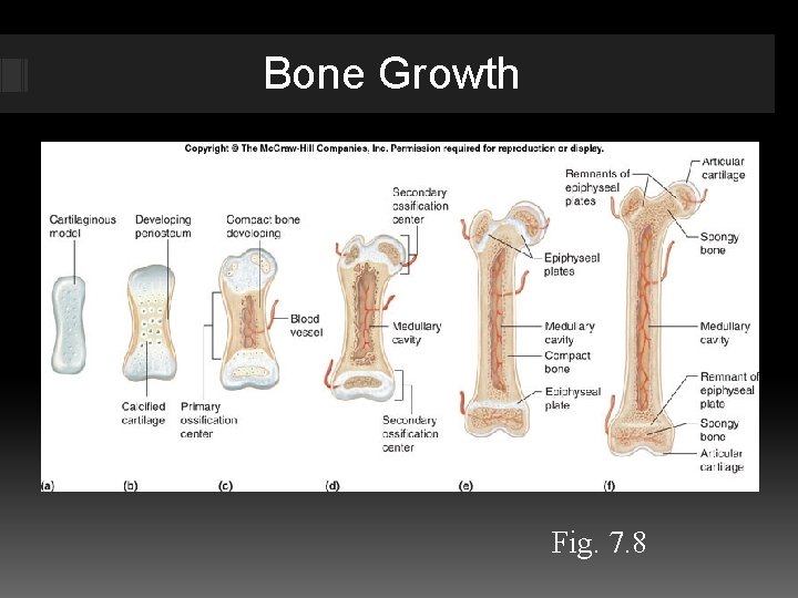 Bone Growth Fig. 7. 8 