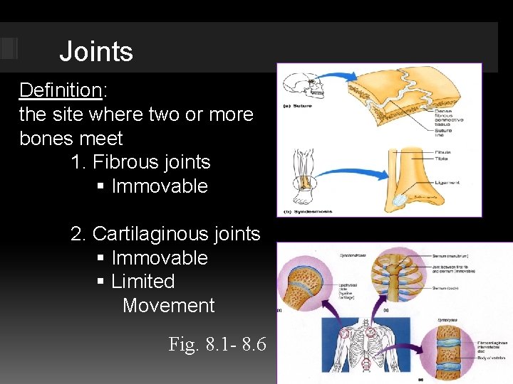 Joints Definition: the site where two or more bones meet 1. Fibrous joints Immovable