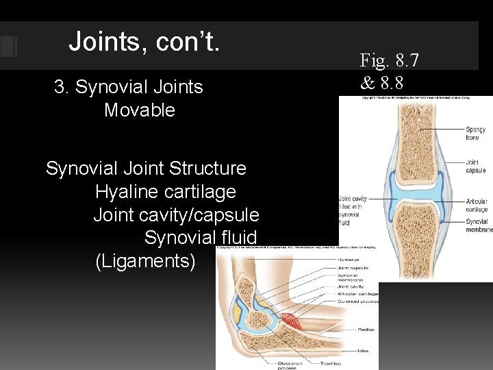 Joints, con’t. 3. Synovial Joints Movable Synovial Joint Structure Hyaline cartilage Joint cavity/capsule Synovial